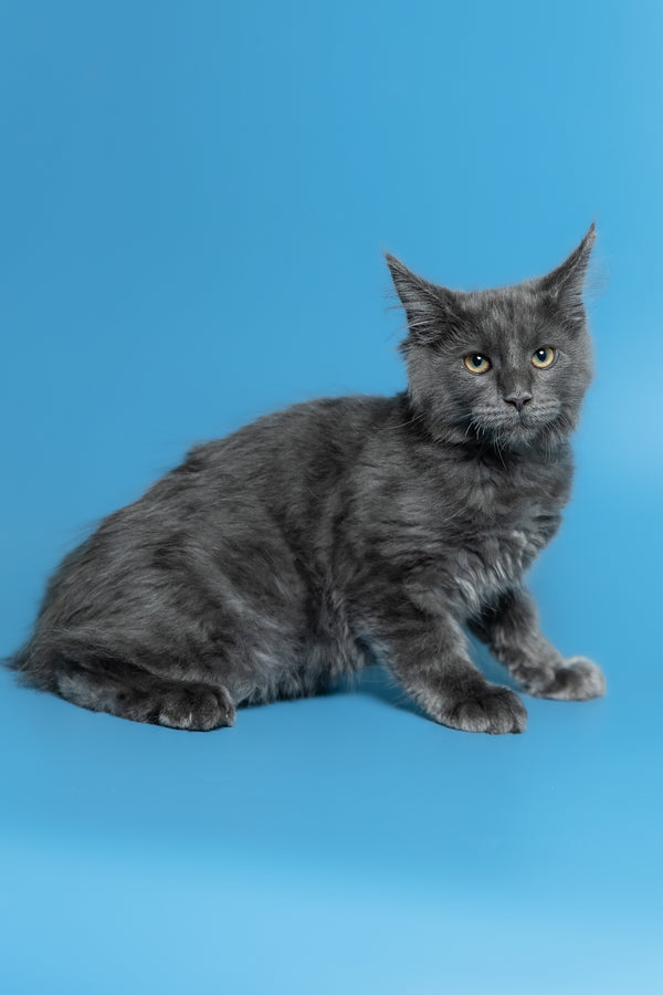 Marshal | Maine Coon Kitten