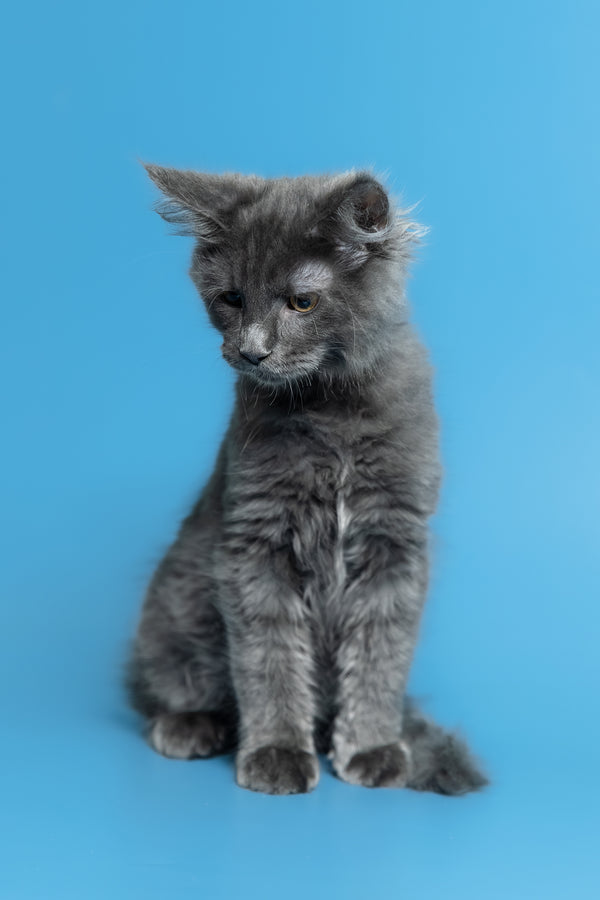 Marshal | Maine Coon Kitten