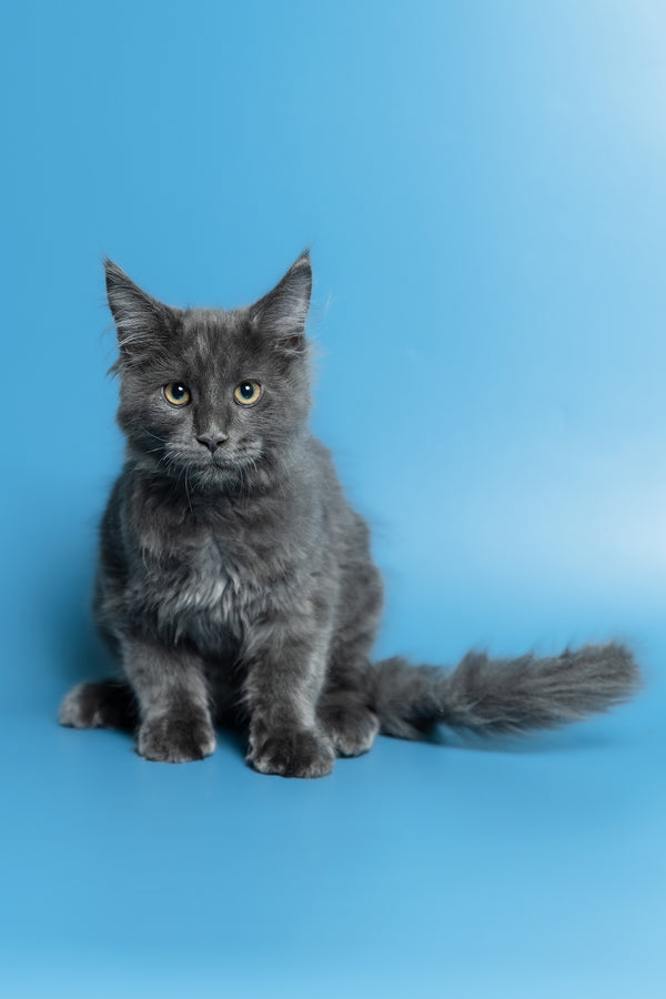 Marshal | Maine Coon Kitten