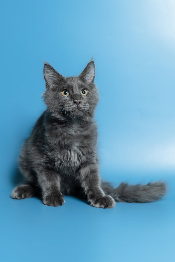 Marshal | Maine Coon Kitten