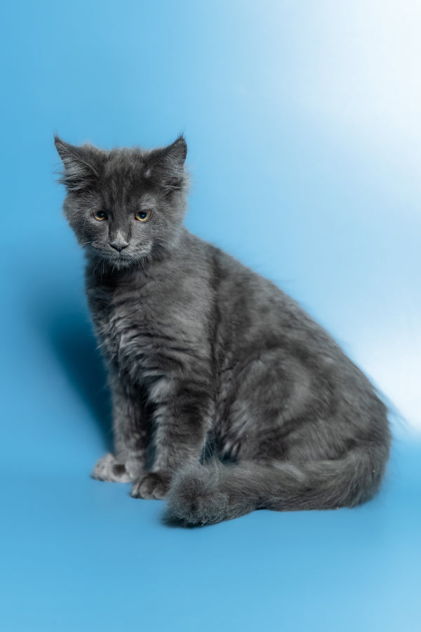 Marshal | Maine Coon Kitten