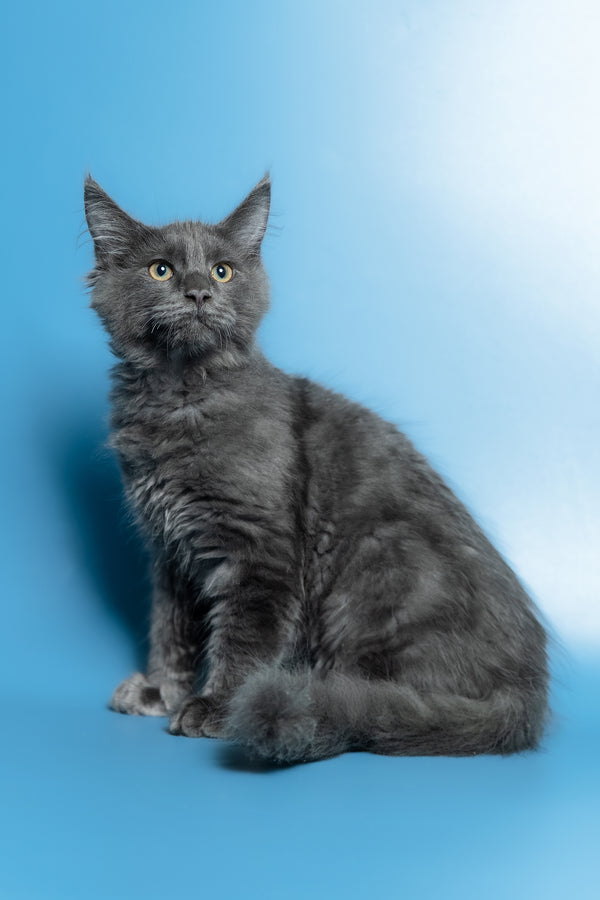 Marshal | Maine Coon Kitten