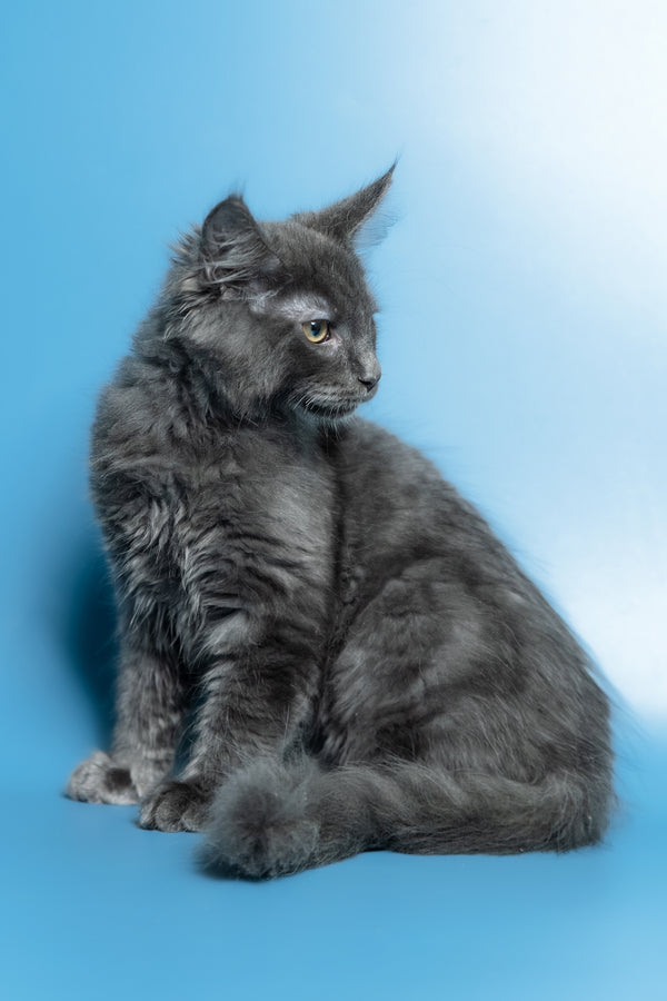 Marshal | Maine Coon Kitten