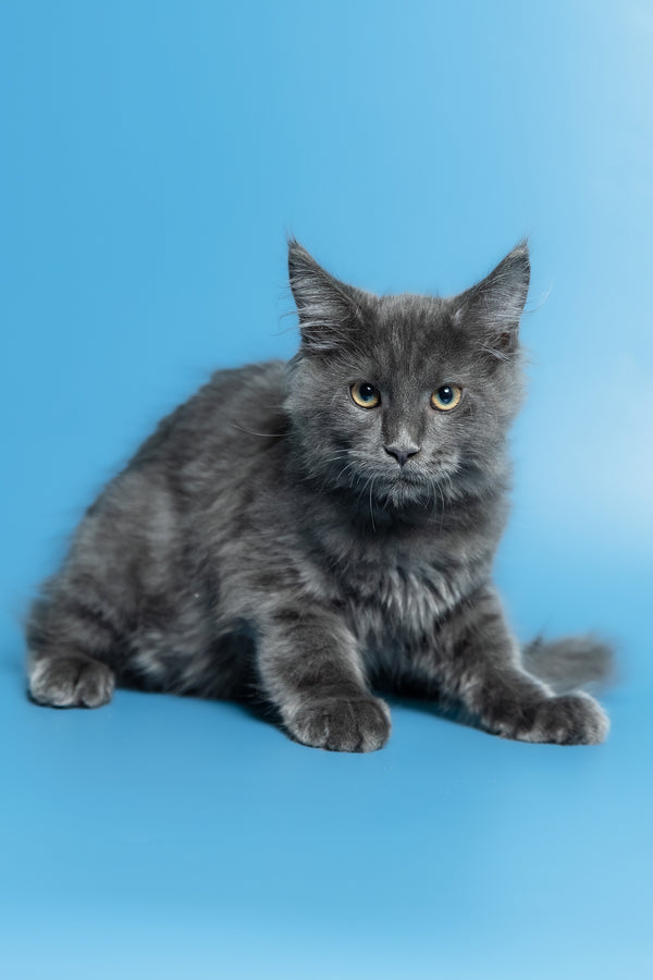 Marshal | Maine Coon Kitten