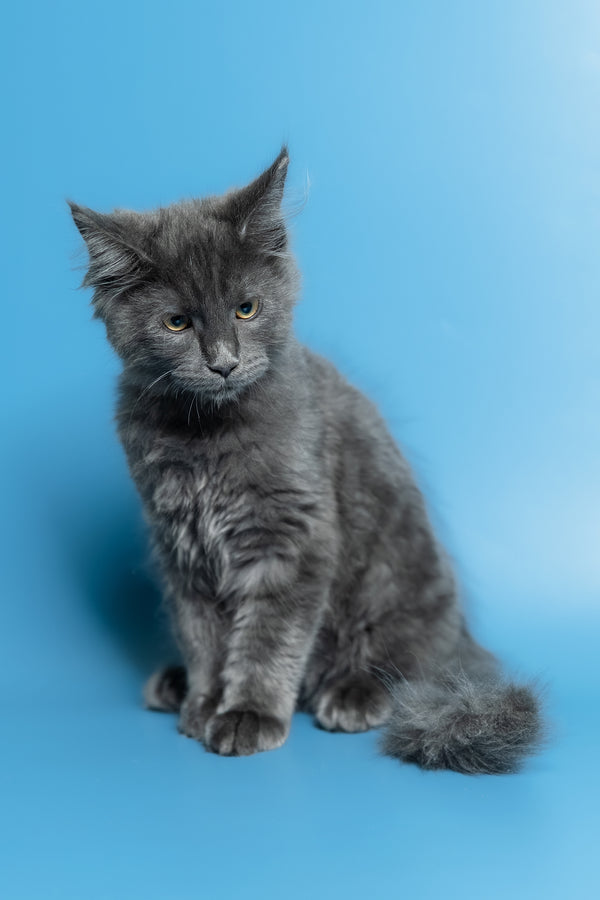 Marshal | Maine Coon Kitten