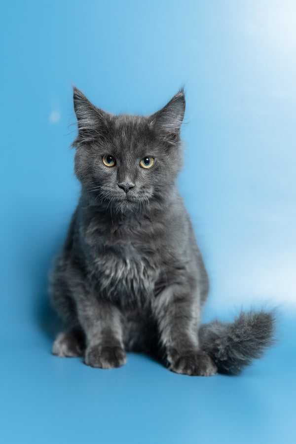 Marshal | Maine Coon Kitten