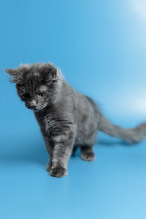 Marshal | Maine Coon Kitten