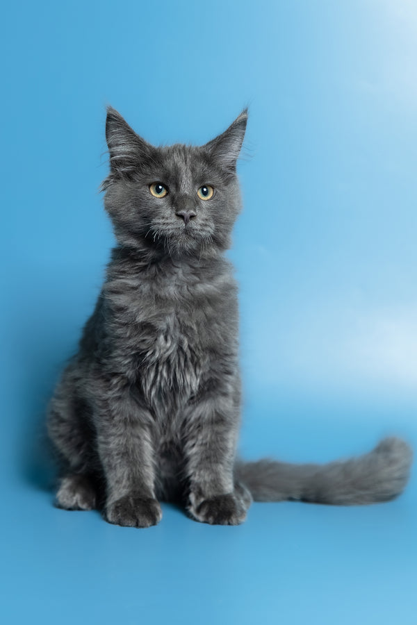 Marshal | Maine Coon Kitten