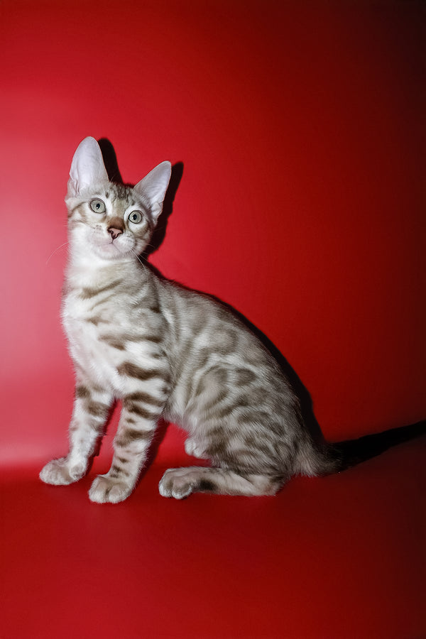 Irbis | Bengal Kitten