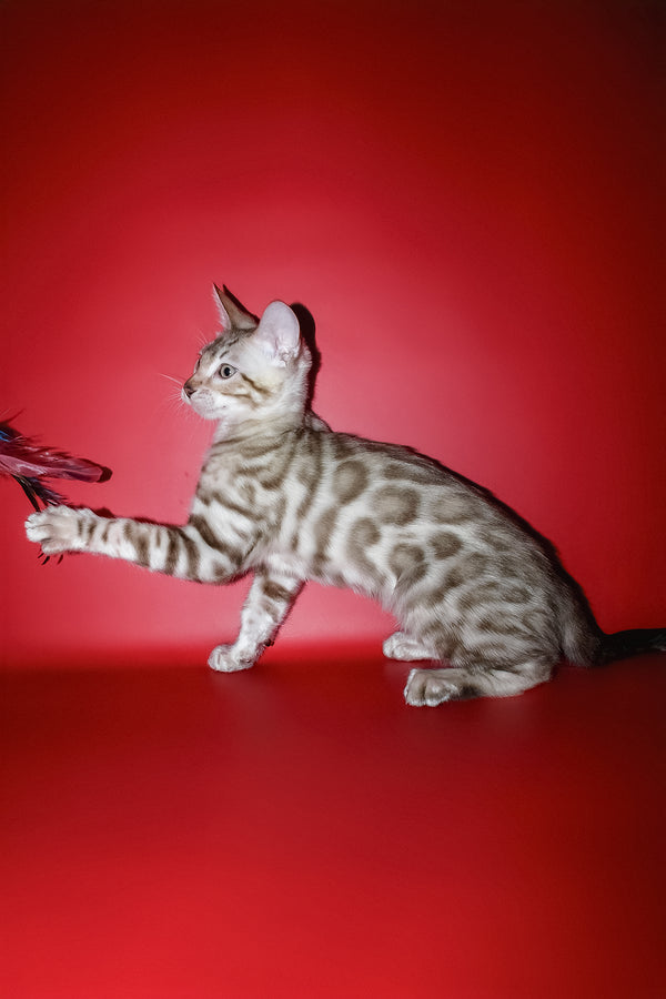 Irbis | Bengal Kitten