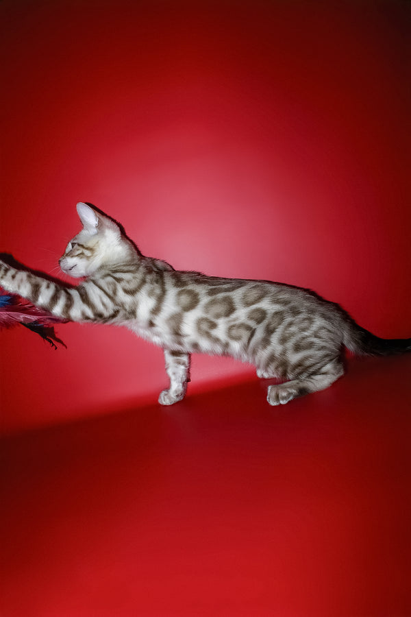 Irbis | Bengal Kitten