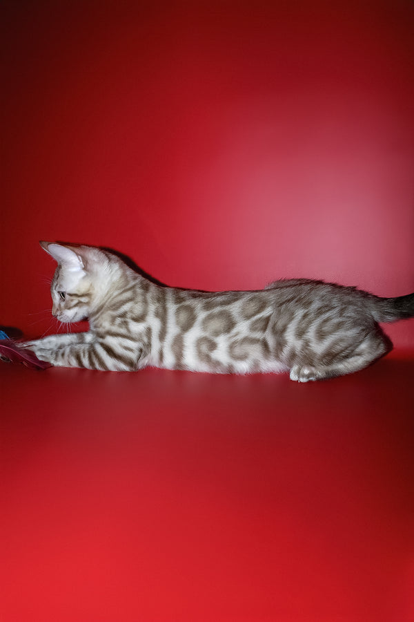 Irbis | Bengal Kitten