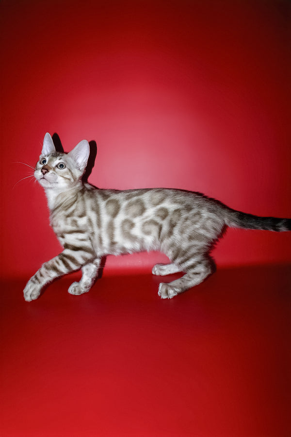 Irbis | Bengal Kitten