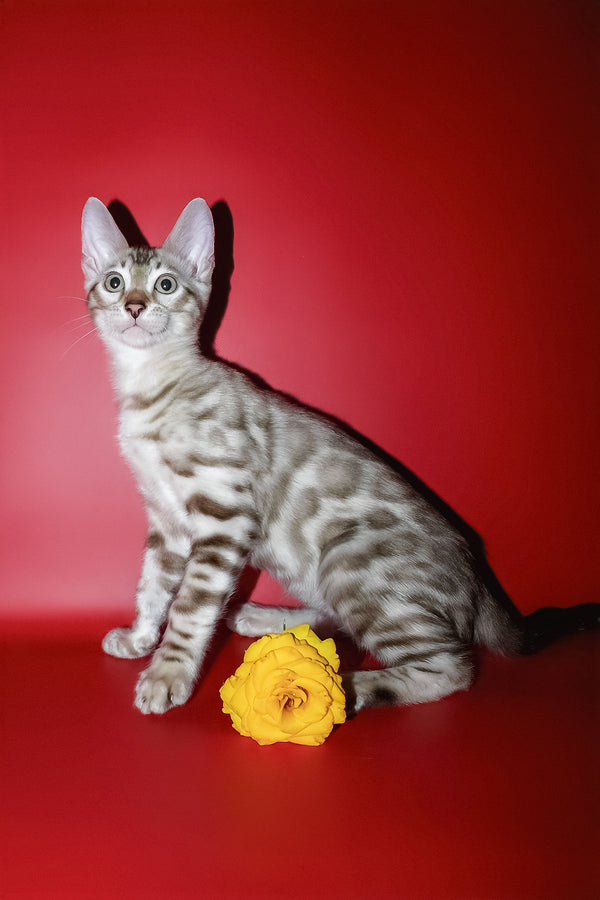 Irbis | Bengal Kitten
