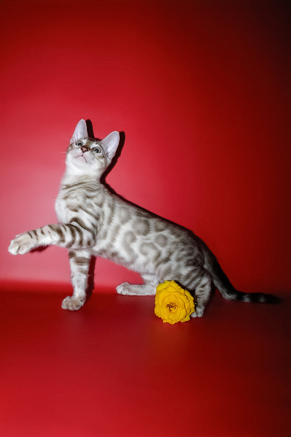 Irbis | Bengal Kitten