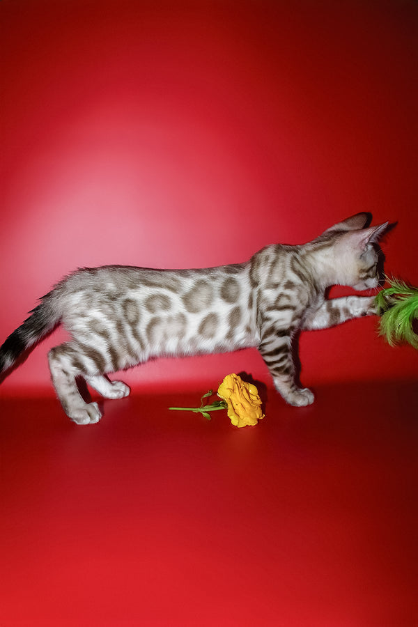 Irbis | Bengal Kitten