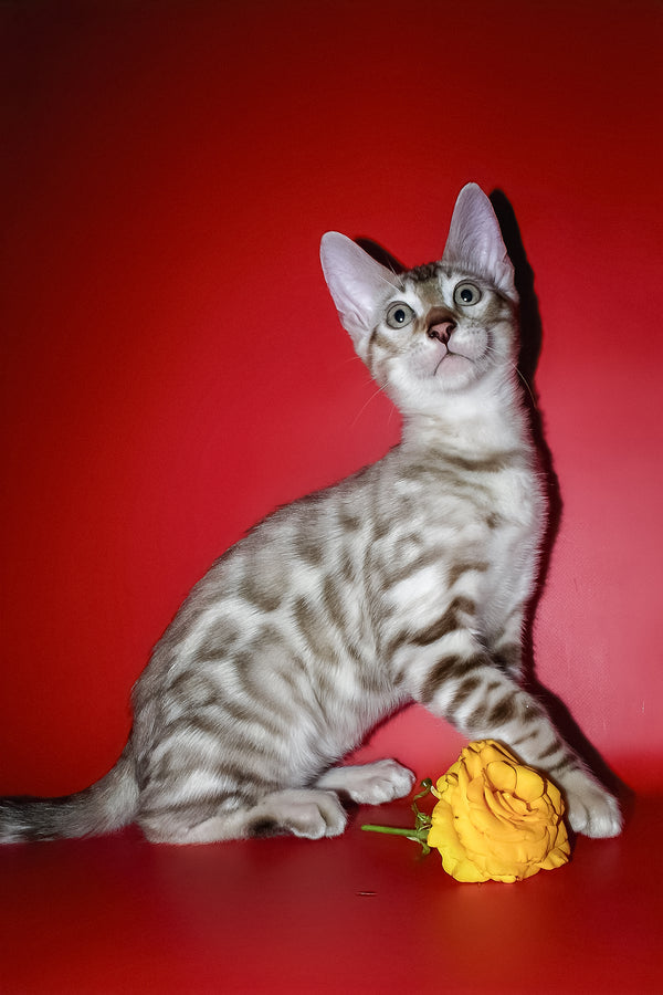 Irbis | Bengal Kitten
