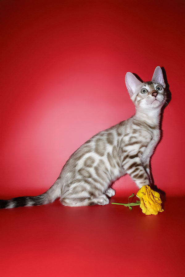 Irbis | Bengal Kitten