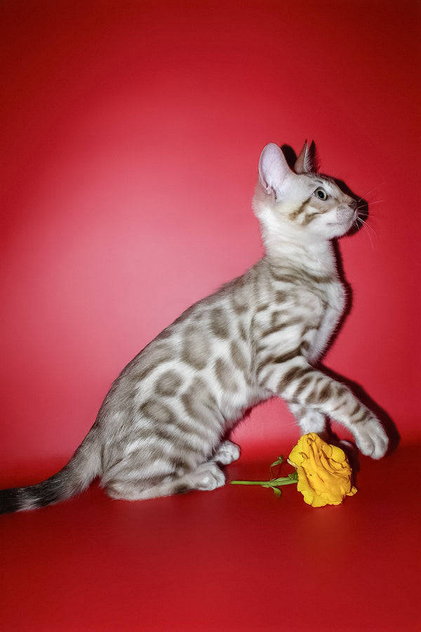 Irbis | Bengal Kitten