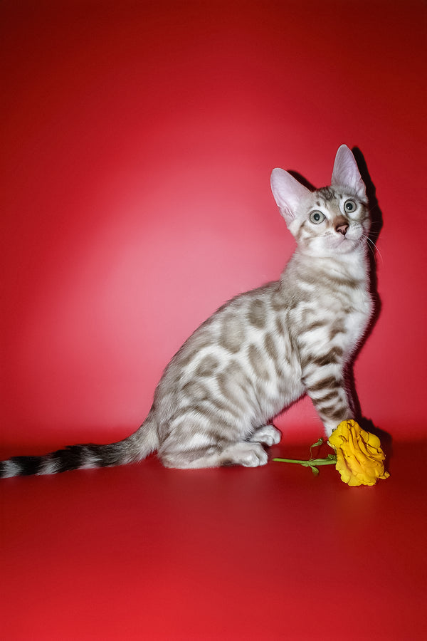 Irbis | Bengal Kitten