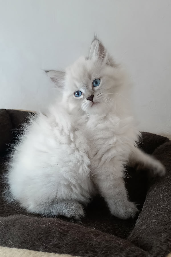 Morris | Siberian Kitten