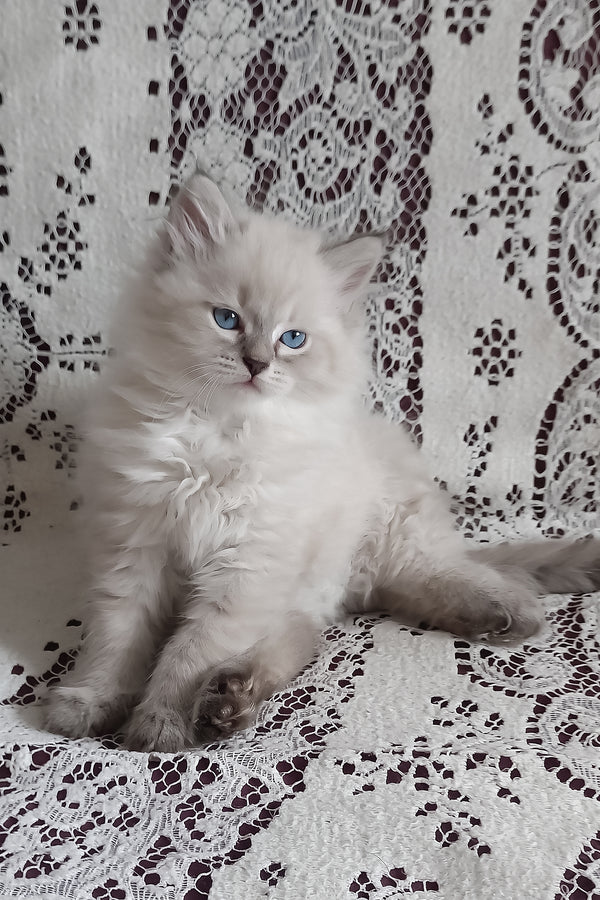 Morris | Siberian Kitten