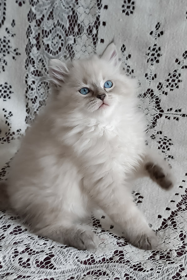 Morris | Siberian Kitten