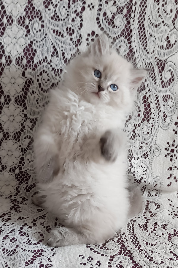 Morris | Siberian Kitten