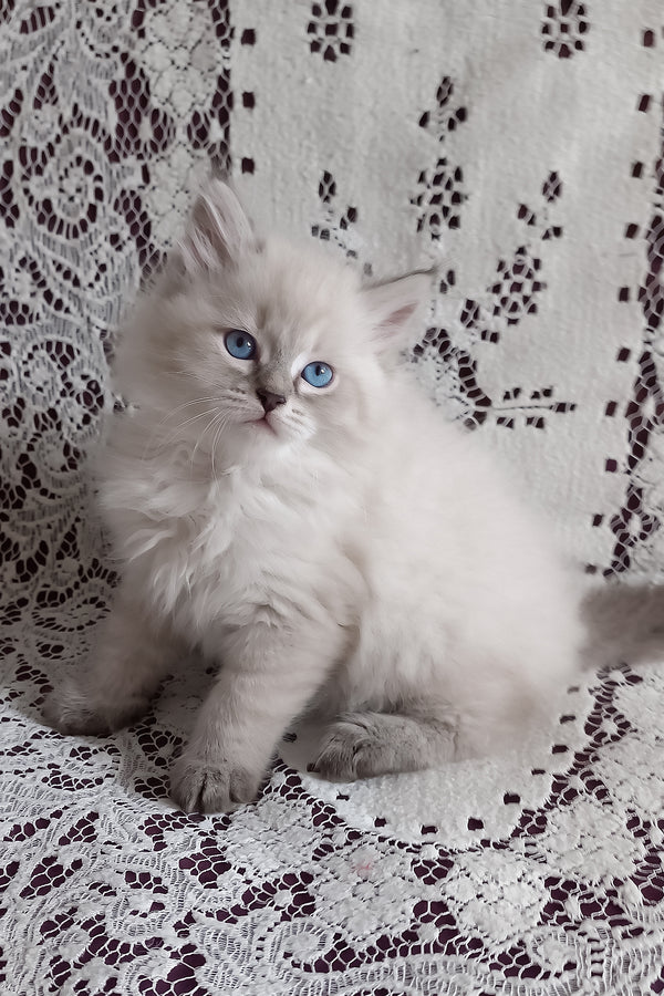 Morris | Siberian Kitten