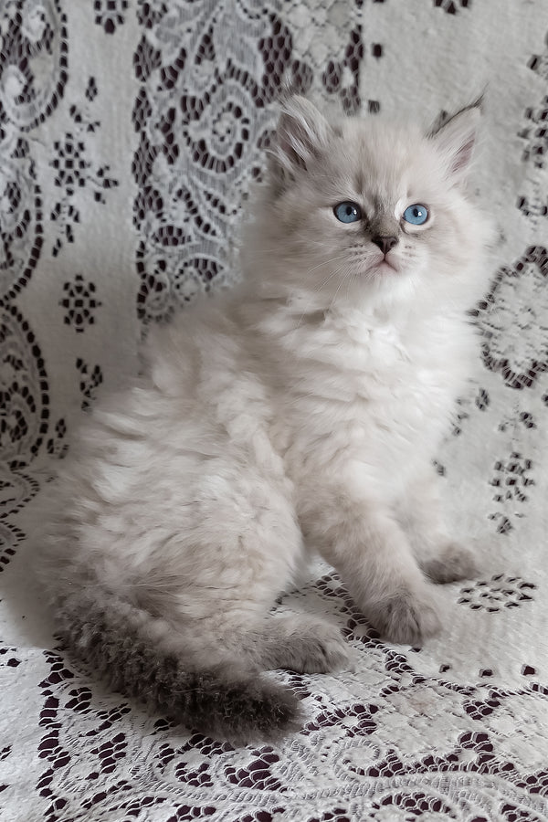 Morris | Siberian Kitten
