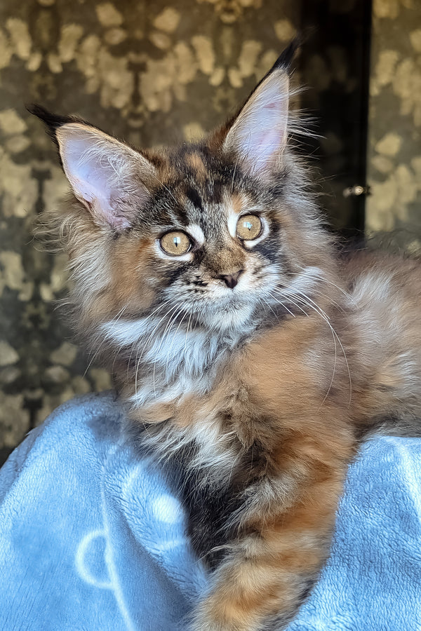 Cassandra | Maine Coon Kitten