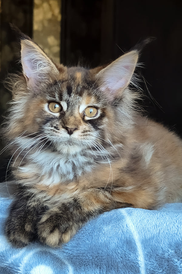 Cassandra | Maine Coon Kitten