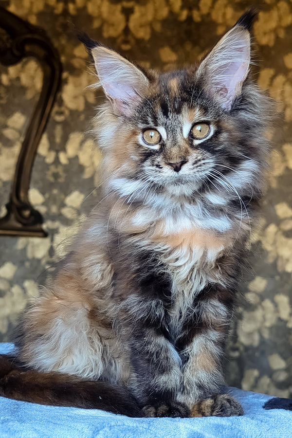 Cassandra | Maine Coon Kitten