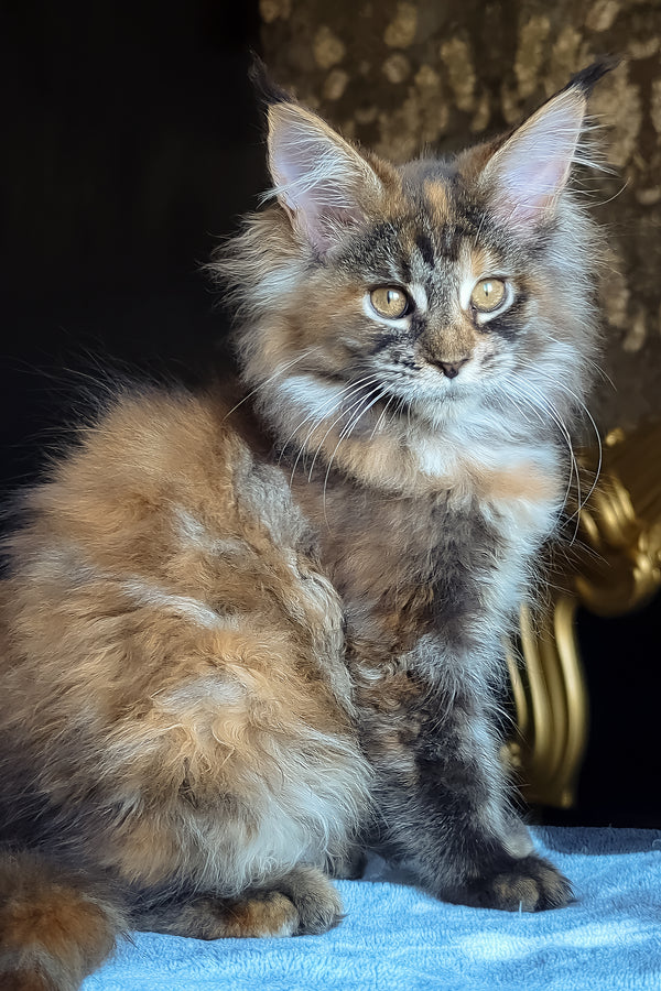Cassandra | Maine Coon Kitten