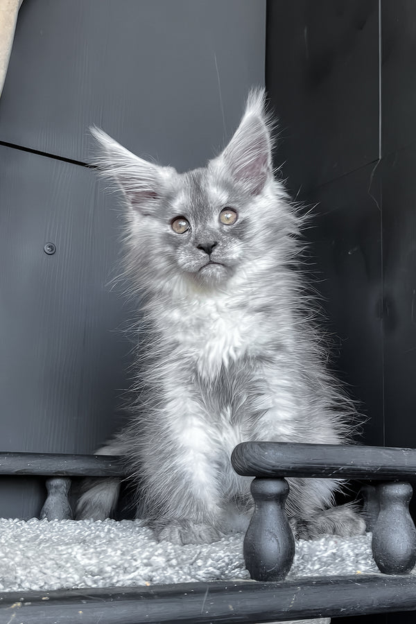 Оlea | Maine Coon Kitten