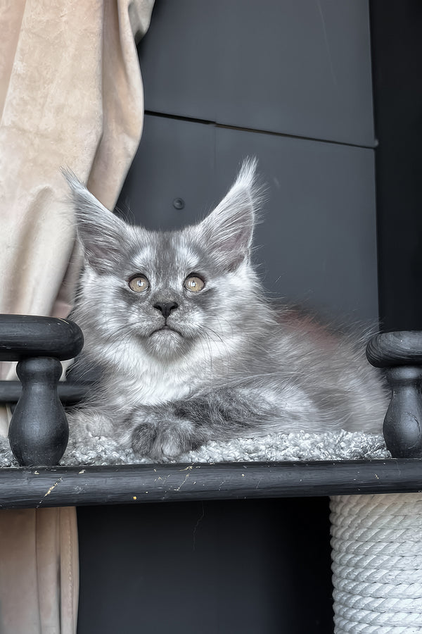 Оlea | Maine Coon Kitten