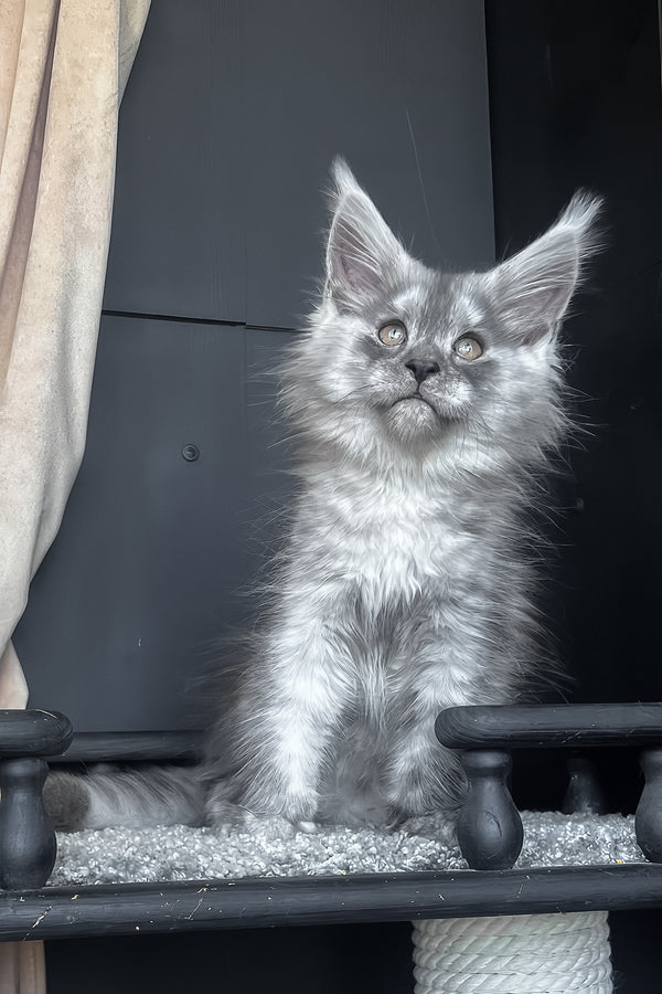 Оlea | Maine Coon Kitten