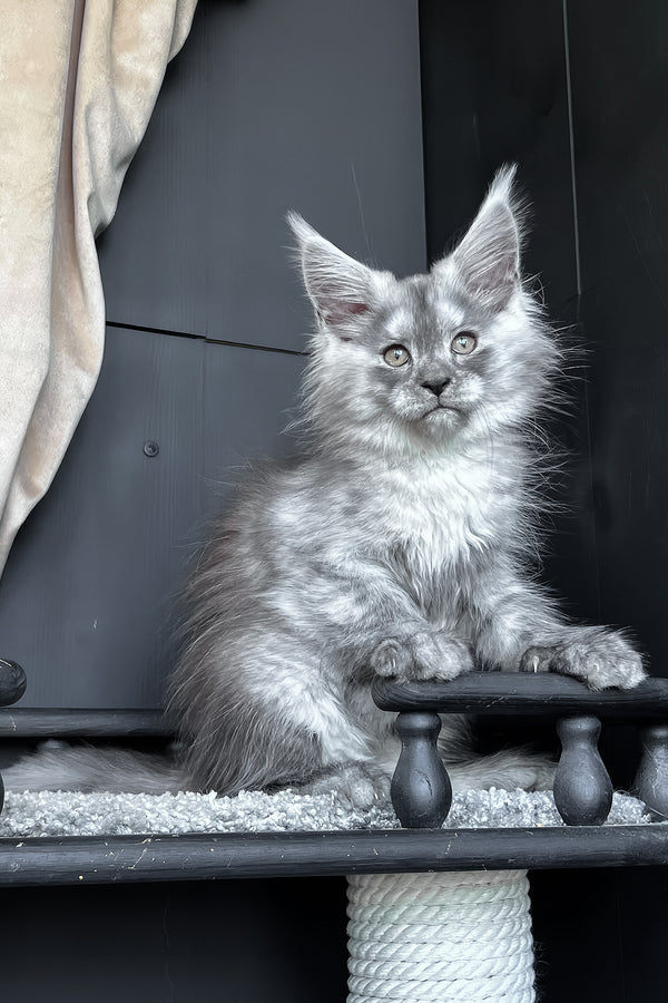Оlea | Maine Coon Kitten