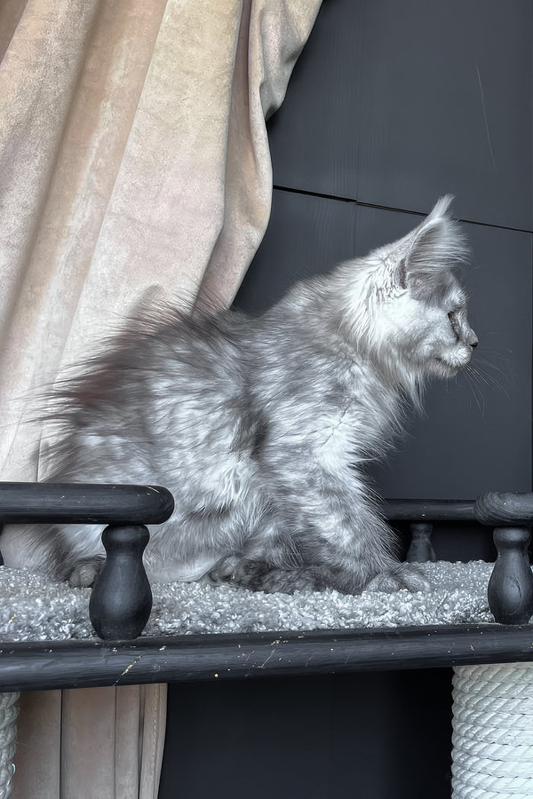 Оlea | Maine Coon Kitten
