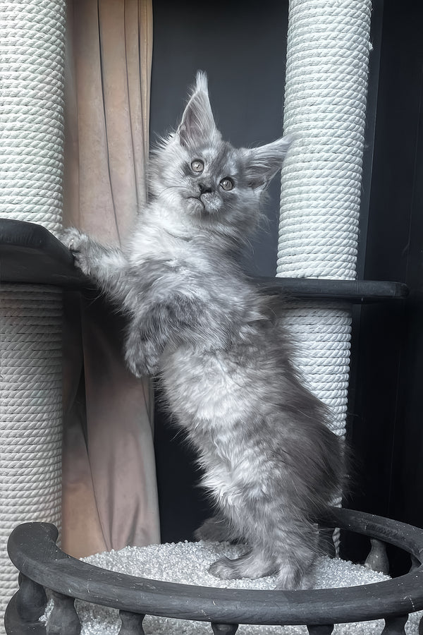 Оlea | Maine Coon Kitten