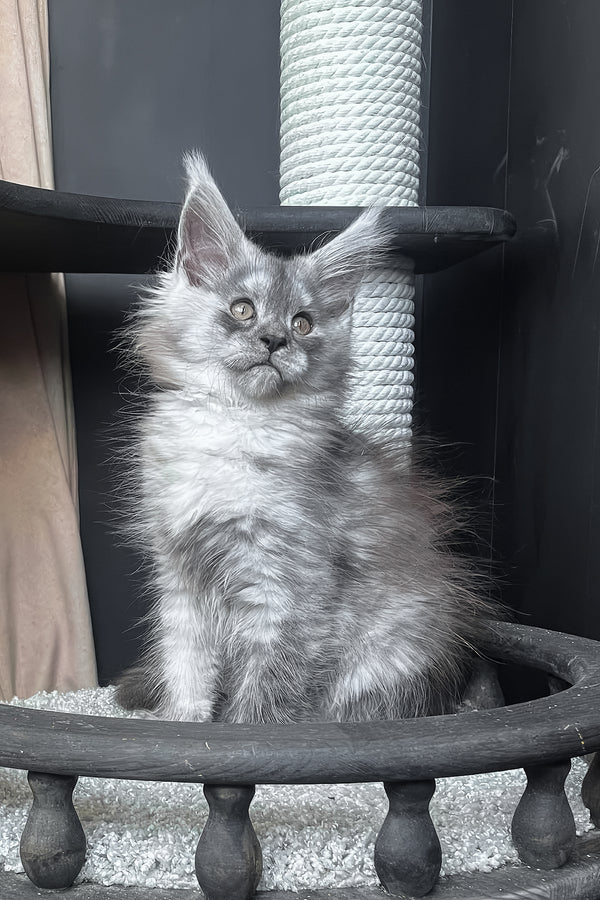 Оlea | Maine Coon Kitten