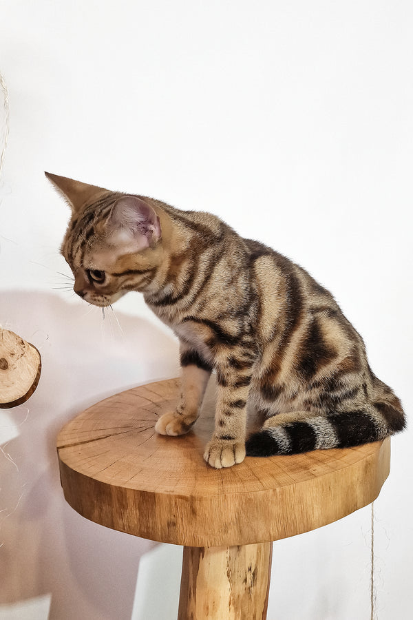 Сoco | American Shorthair Kitten