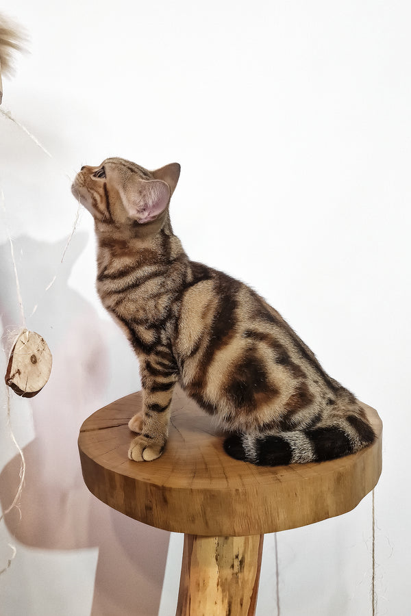 Сoco | American Shorthair Kitten