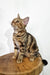 Сoco | American Shorthair Kitten
