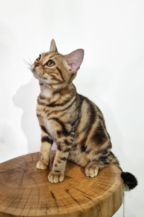 Сoco | American Shorthair Kitten