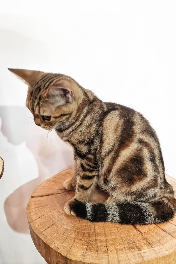 Сoco | American Shorthair Kitten