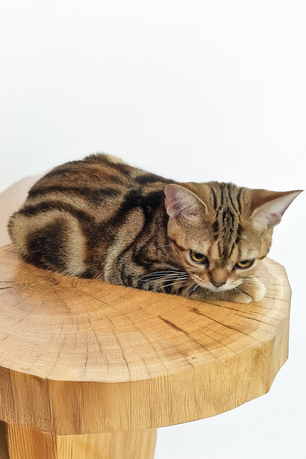 Сoco | American Shorthair Kitten