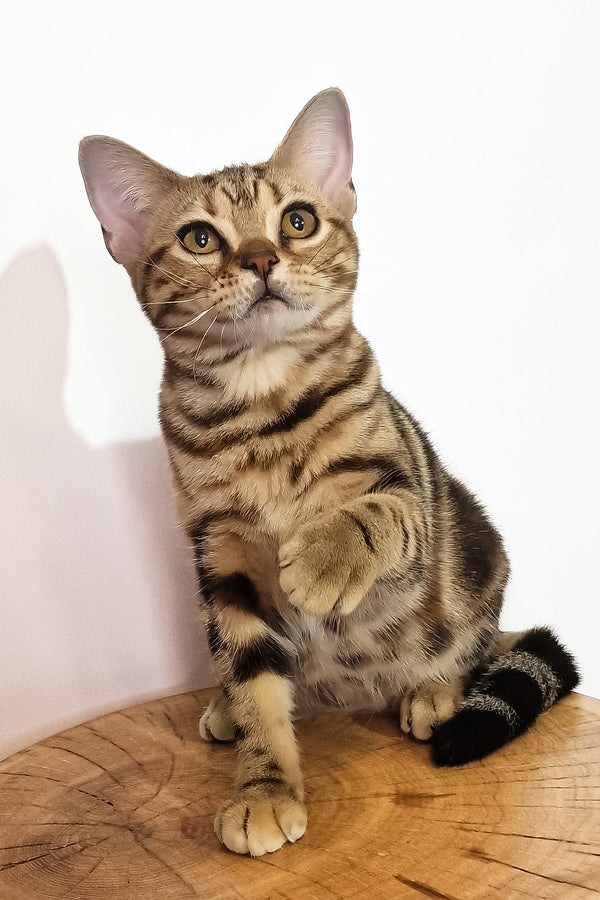 Сoco | American Shorthair Kitten