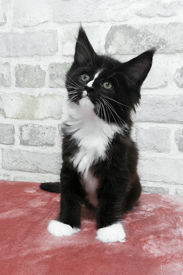 August | Maine Coon Kitten