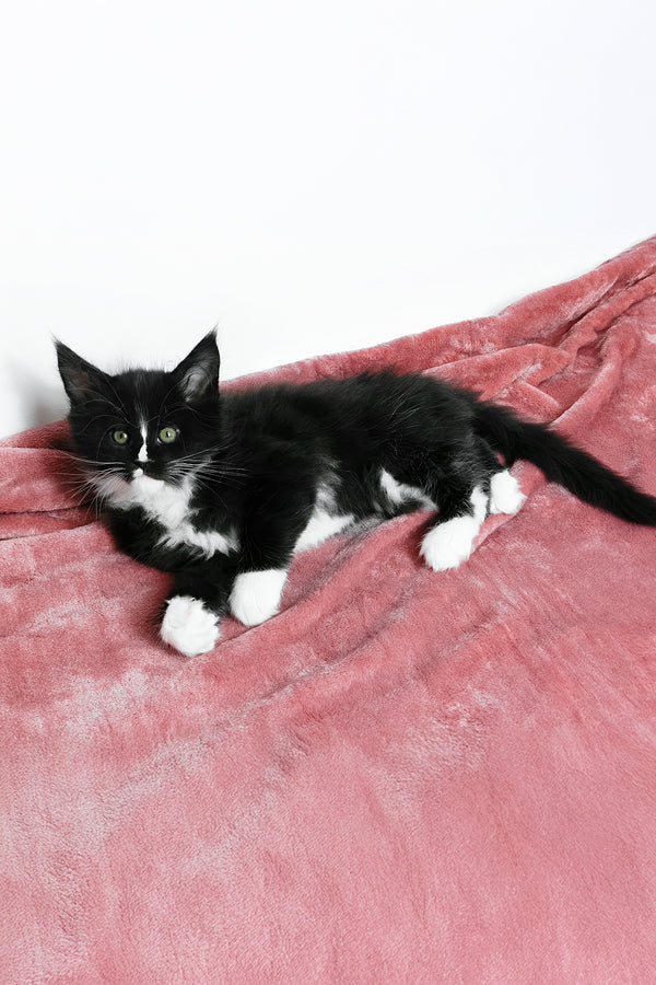 August | Maine Coon Kitten